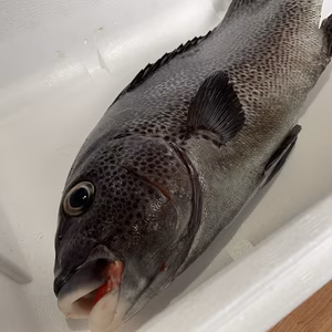 【魚突き】アジアコショウダイ2.0kg 鱗、下処理済み