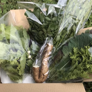 【野菜セット】自然薯入り　里山より・おまかせセット
