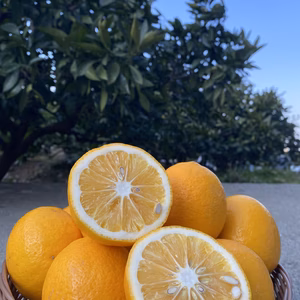 【希少】樹熟マイヤーレモン 減農薬 使い道色々☆皮まで使えます☆