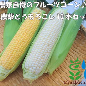 【7月上旬発送】農家直送！里山育ちの無農薬とうもろこし【おおもの】 10本セット