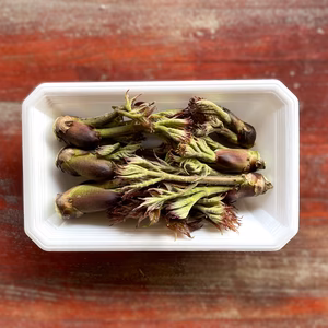 【期間限定】 原木収穫 タラの芽 宮城県産 西根の森