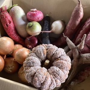 北海道産野菜　7種以上入りわくわくセット