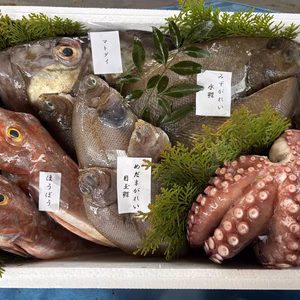 獲れたて直送！　石巻の鮮魚詰め合わせ