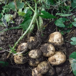自然栽培 ( 無除草剤! 無肥料! 無農薬! )　男爵じゃがいも