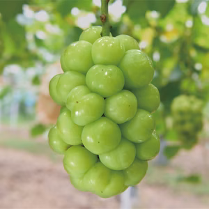G-2家　花笑み農園『瀬戸ジャイアンツ』家庭用　約2kg（3~5房）9/27～