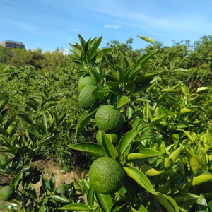 すだち(ご家庭用・業務用)