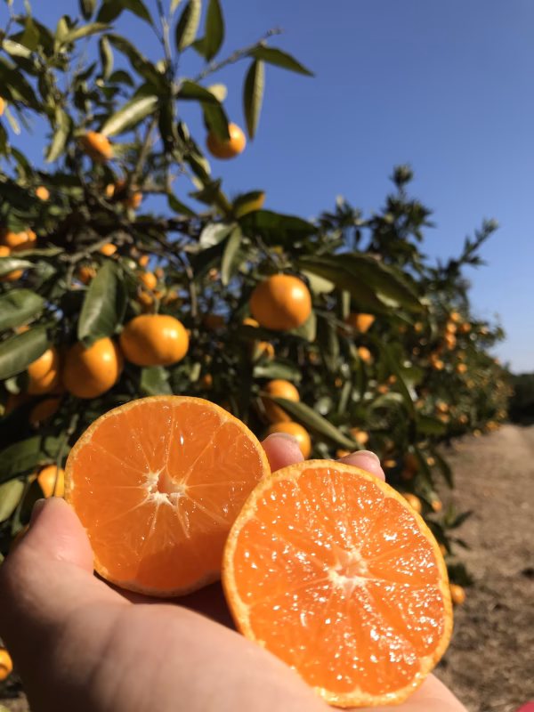 原口早生みかん 長崎県雲仙市産3kg、5kg、10kg(箱込)