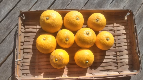 福岡の完熟カボス（農薬・肥料不使用）