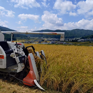 伊東農園のコシヒカリ精米5kg味香りが良い!