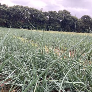 2026年シーズン　石垣島産島らっきょう！１キロ