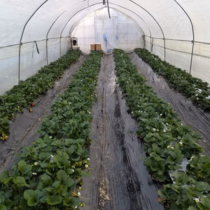 訳あり甘いーやよいひめ