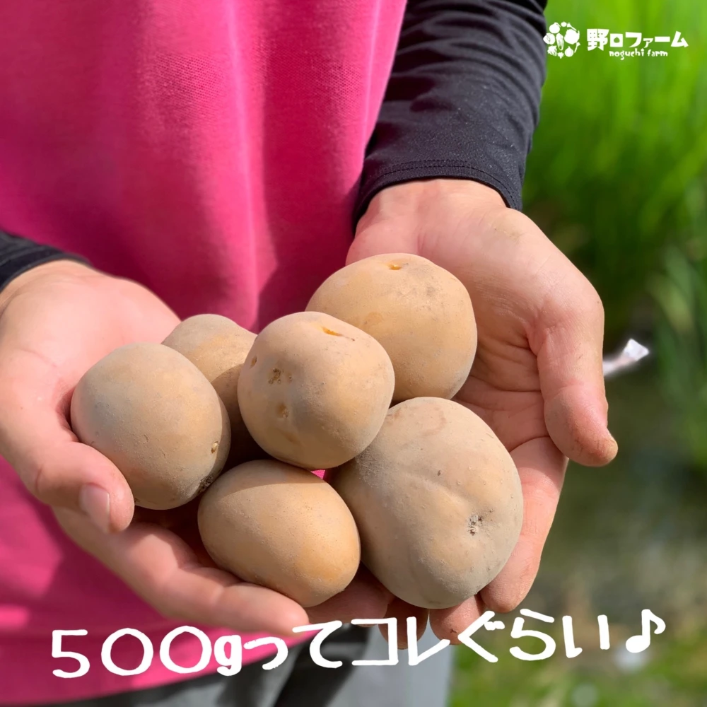 子どもたちがパクパク食べちゃう♪旬の新じゃが５種セット