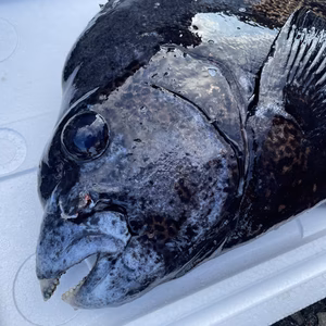 （魚突き）イシガキダイ3.3kg鱗、下処理済み