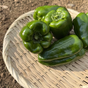 【旬の夏野菜】熊本県産　ピーマン １kg 特別栽培農産物
