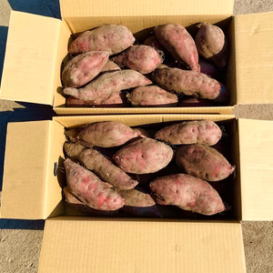 【新芋！大容量】「土佐紅」12kgホクホクさつまいも加工用