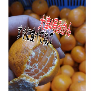 すぐ発送1箱❣【お家】あま～いみかん❢大津4号みかん【２S ～3S】