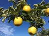 黄色い幸せの林檎【シナノゴールド】信州りんご人気品種！