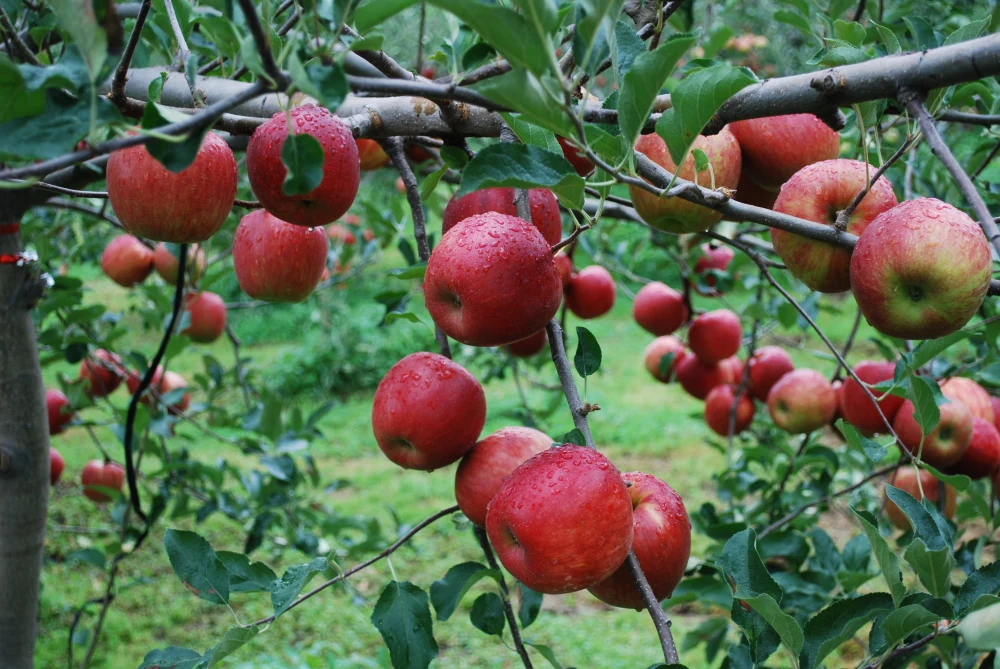 予約　家庭用　サンつがる　青森県産りんご