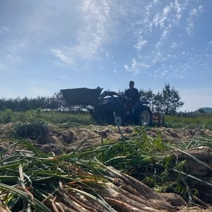 鹿児島県産【浜らっきょう】砂付き