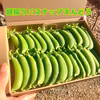 朝採れ♫スナップえんどう/少量をお試しで