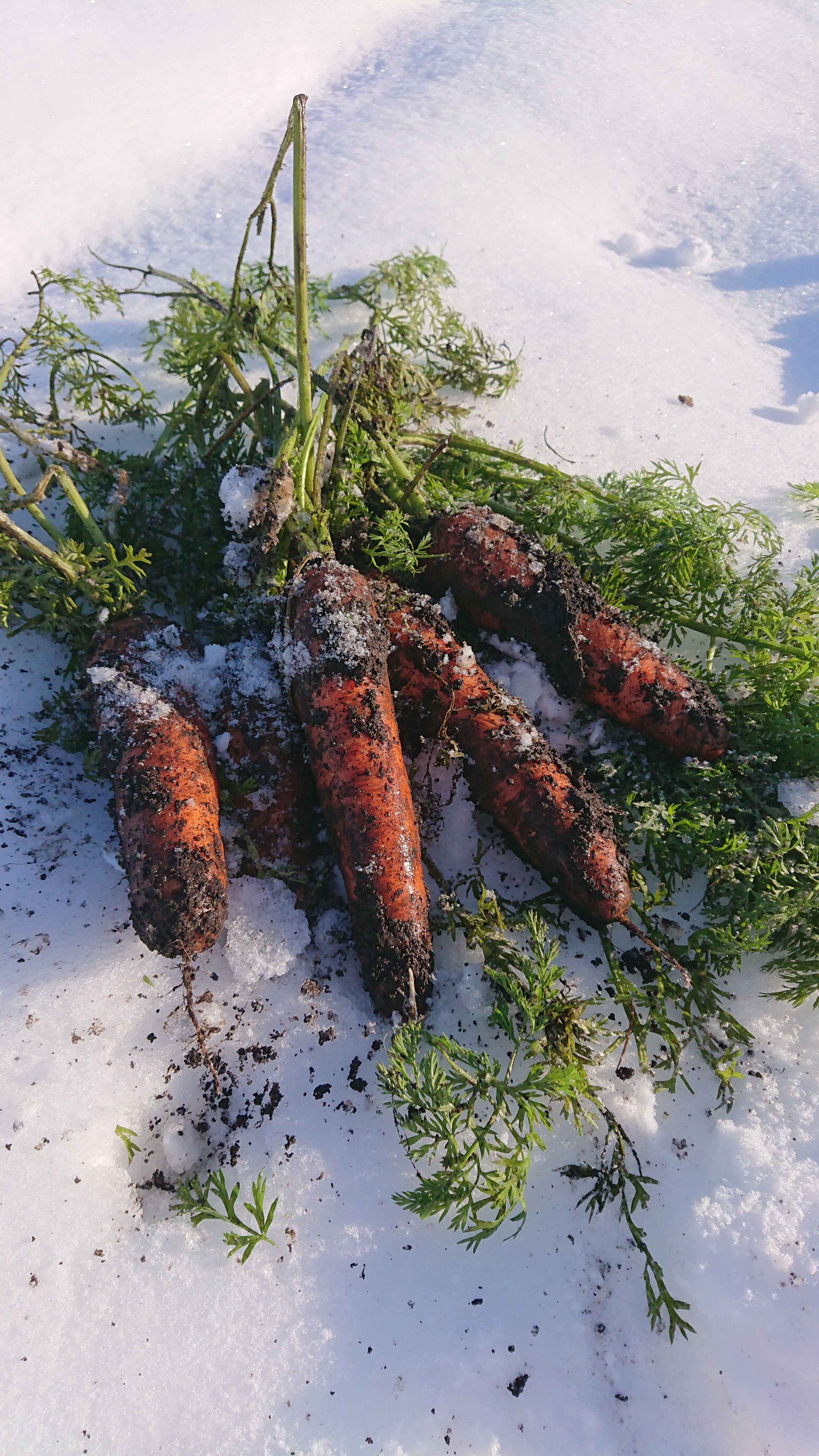 waka　北海道産訳あり　雪の下人参　40キロ 雪下にんじん(訳あり)20kg | 吉粋(きっすい) 北海道から全国へ