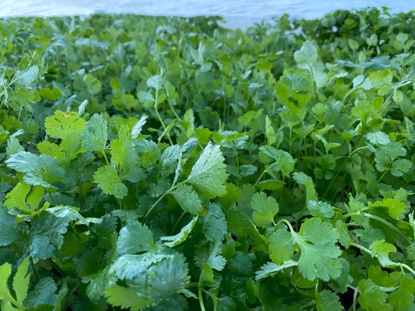 宮古島からパクチー