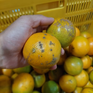 バレンシアオレンジ【超 訳あり】3.2kg（箱込）