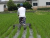 新米 農薬検出ゼロコシヒカリと減農薬･減化学肥料栽培 黄金餅米セット