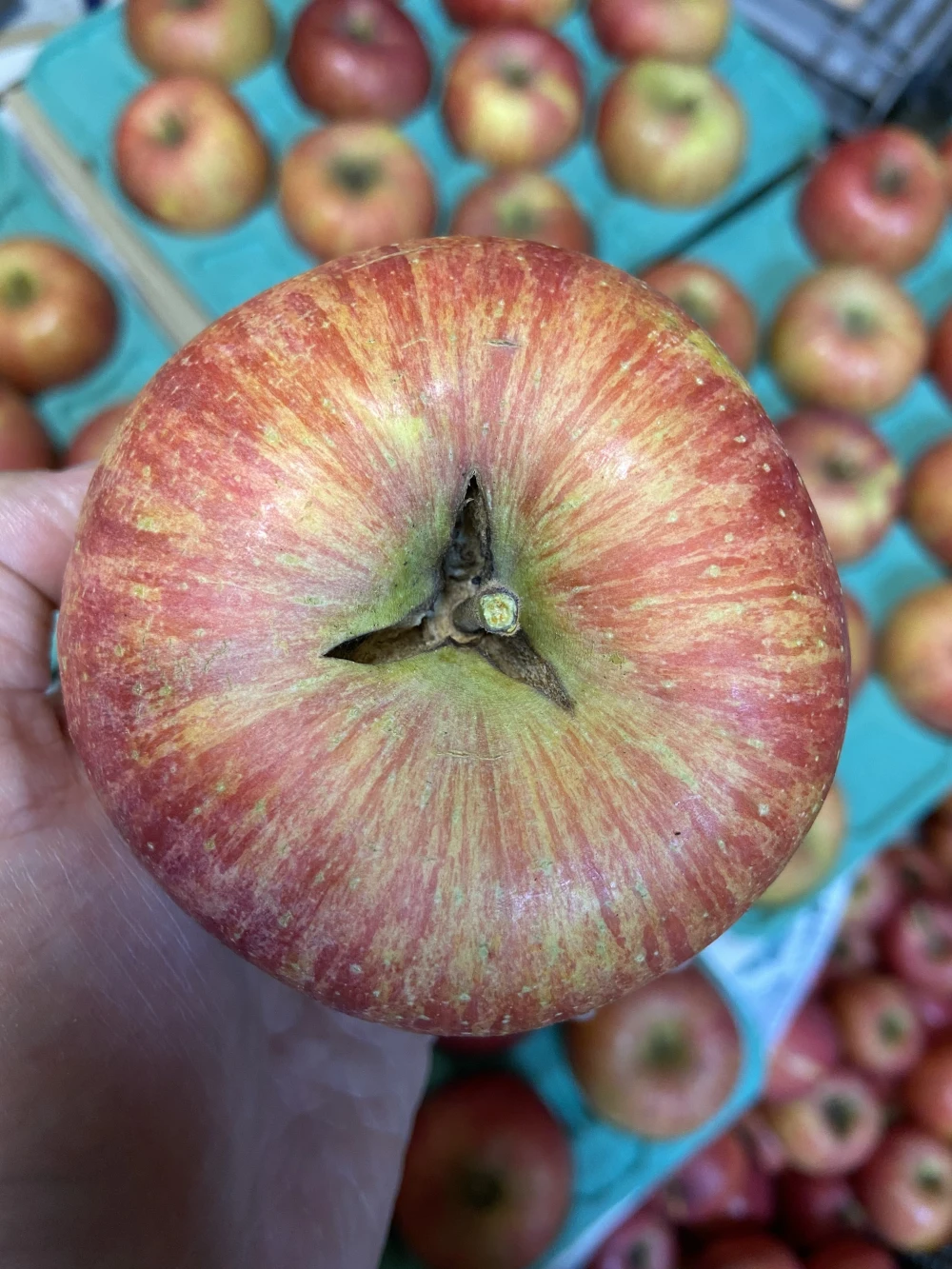 【品種おまかせ】訳あり りんご 箱満タンで発送します❗️信州りんご 