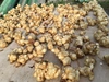 熊本産　化学肥料、農薬不使用「菊芋」