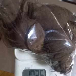 小さめ、甘い八ヶ岳高原のビーツ（農薬・化学肥料不使用）