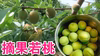 加工用摘果若桃1ｋｇ～　甘露煮やジャムに　福島のもも　あかつき・白鳳・川中島