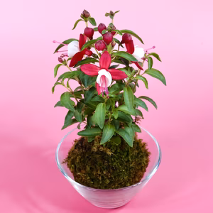 苔玉　フクシア(赤) 液肥付