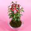 苔玉　フクシア(赤) 液肥付