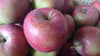 今年最初のりんご！収穫開始です。「恋空約3kg」栽培が少ない品種です。