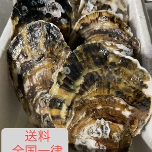 【希少！佐賀県有明海産の天然牡蠣‼︎】スミノエガキ