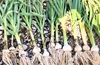 国産【茨城県産】にんにく ホワイト六片種