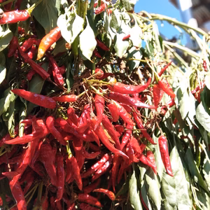 乾燥とうがらし(鷹の爪)