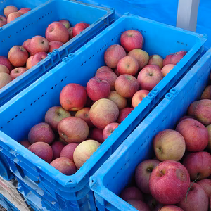 大量消費におススメ！加工用サンふじ　