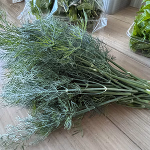 ディル　農薬は使ってません　