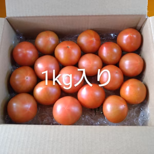 高糖度トマト　糖度9度以上計測済み　1玉40g〜90g