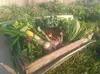 いろどりワクワク　季節の有機野菜とﾊｰﾌﾞと乾燥野菜セット