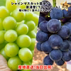 人気セット！シャインマスカットとブラックビートのセット