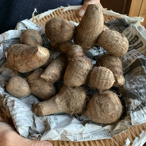 奥出雲産自然栽培サトイモ(2kg)