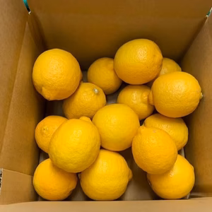 三ケ日産レモン（愛果）（1kg~1.5kg）