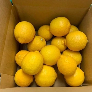 レモン愛果（1.5kg〜1.8kg）段々畑の陽だまり育ち