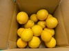 三ケ日産レモン（愛果）（1.5kg〜1.8kg）