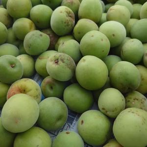 特別な南高梅(なんこうばい)