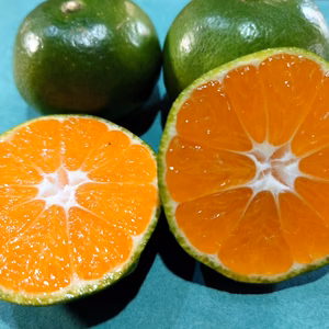 訳あり極早生温州みかん　5kg（先行予約）