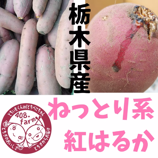 【初出品記念♪】ねっとり系紅はるか　さつまいも　サツマイモ　薩摩芋　とちいもくん
